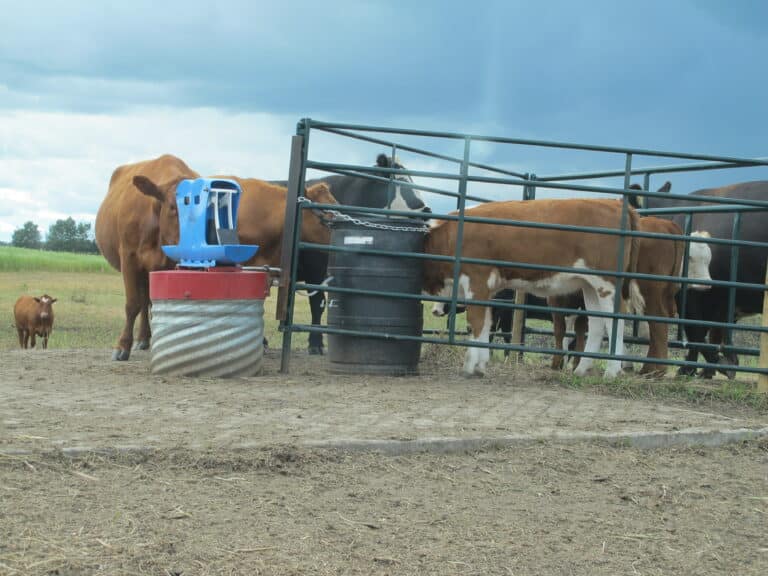 heated livestock water pump system - Frostfree Nosepumps - picture of pump system with cattle