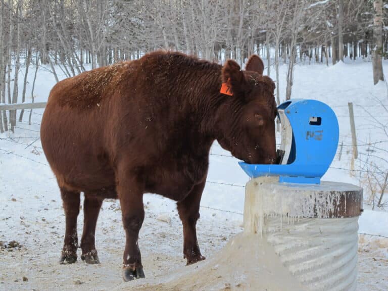 solar cattle water pump system - Frostfree Nosepumps - picture cow and pump system