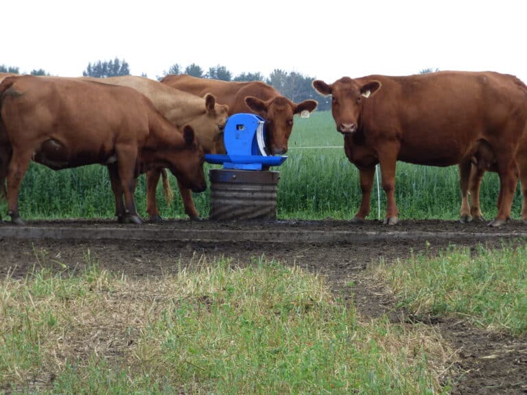 solar cattle water pump system - Frostfree Nosepumps - picture of cattle and pump system