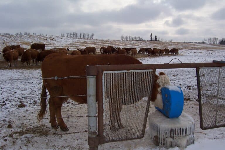 heated livestock water pump system - Frostfree Nosepumps - picture of pump and cattle